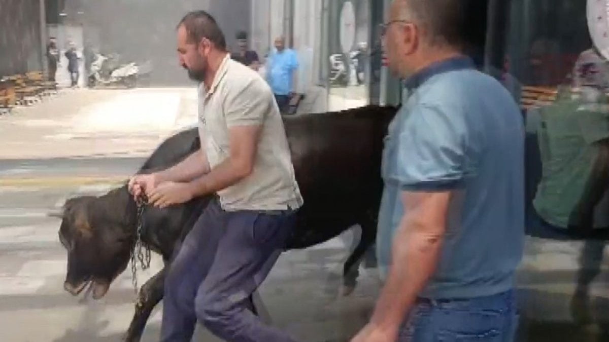 Gaziantep'te kaçan kurbanlık dana, hastane bahçesinde yakalandı