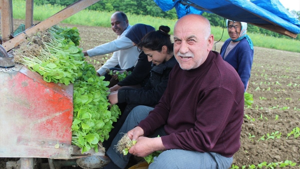 Samsun Bafra'da tütün hasadı için geri sayım başladı
