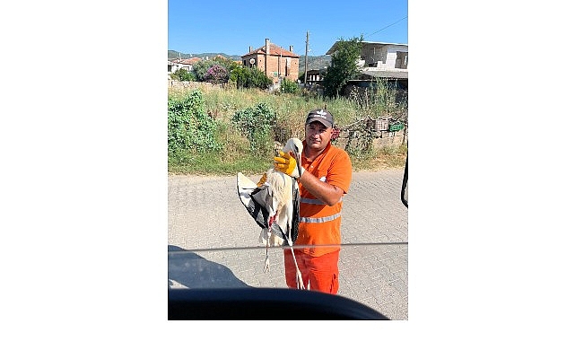Belediye İşçisi, Görevi Sırasında Bulduğu Yaralı Leyleğin İmdadına Yetişti