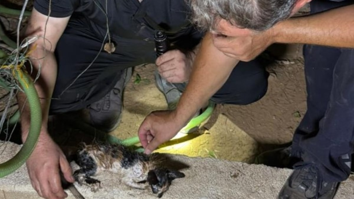 Antalya'da 30 metrelik sondaj kuyusuna düşen yavru kedi, 5 saatte kurtarıldı
