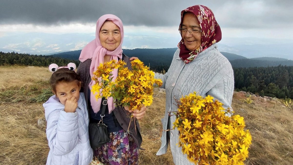 Bolu'da Hacet Bayramı'nda sarı kantaron topladılar