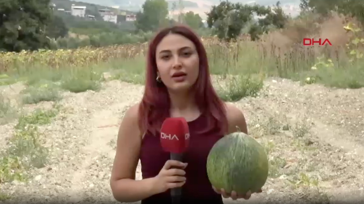Bursa'da hırsız almaz kavunu görünüşüyle hırsızları, tadıyla yiyenleri şaşırtıyor
