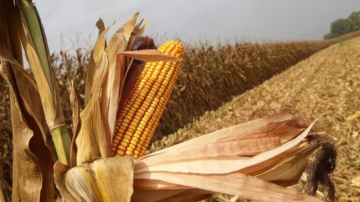 El Nino, mısır fiyatlarını 3 yıllık zirveye çıkardı