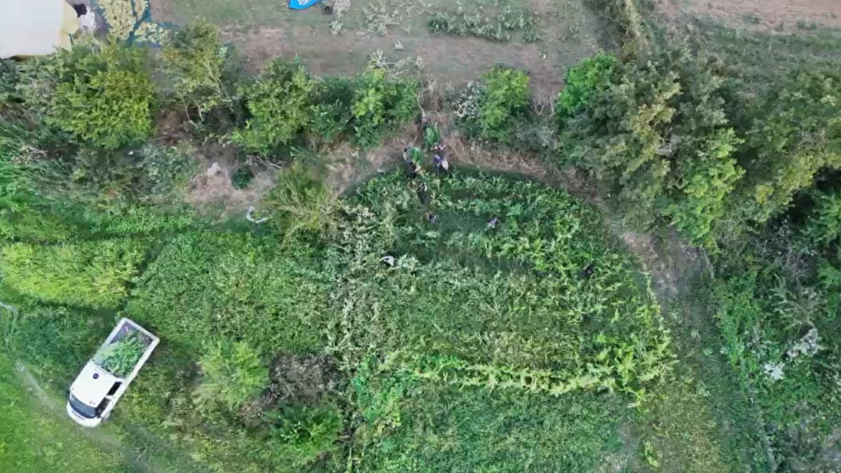 Samsun’da kenevir operasyonu drone kamerasında