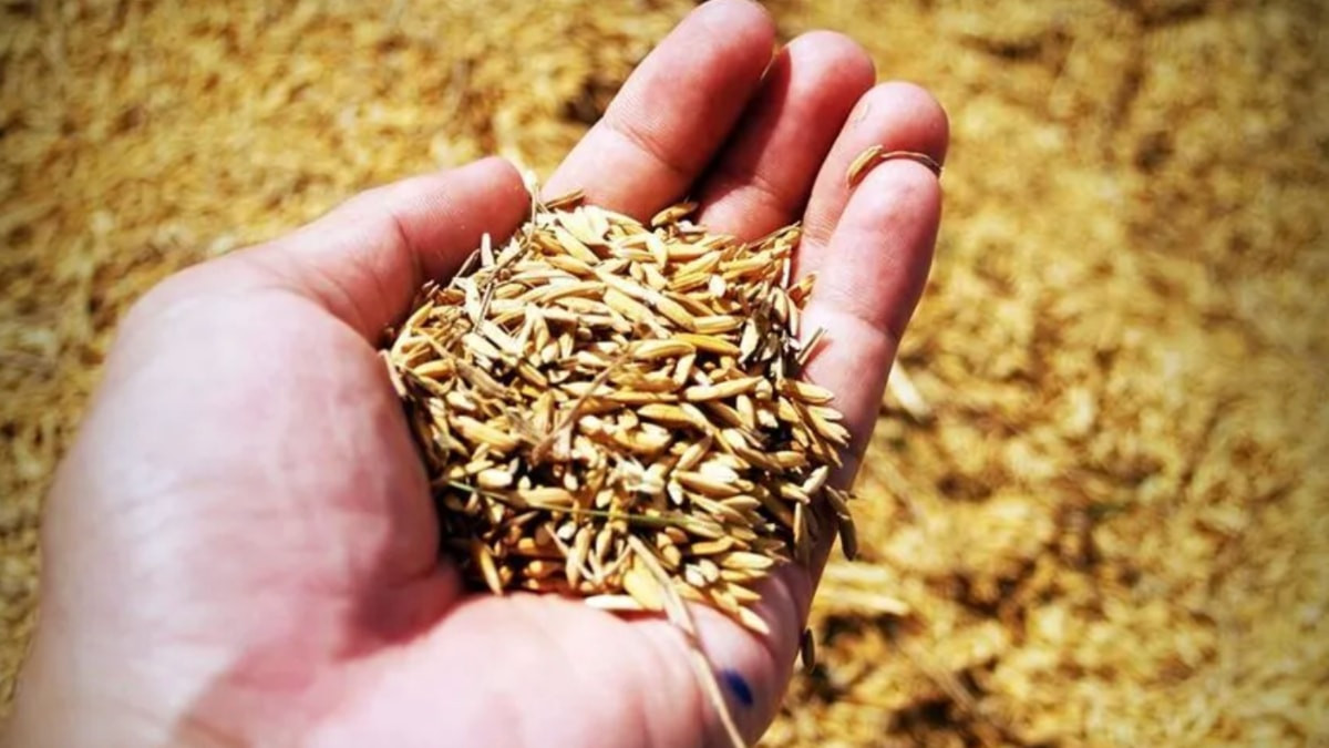 Türkiye'nin tohumculukta hedefi: Dünyada ilk 5 ülke arasına girmek
