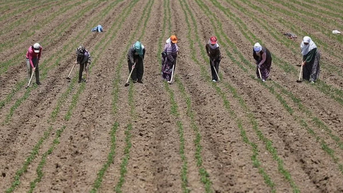 Çiftçilere 1,3 milyar liralık destek ödemesi