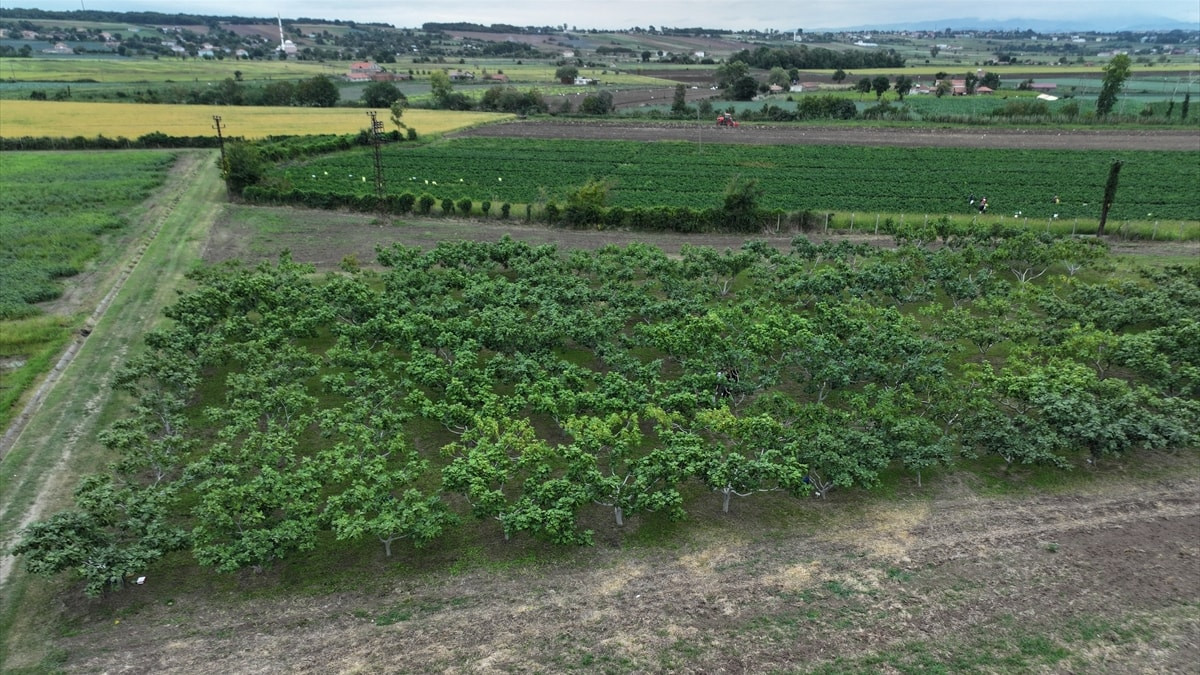 Karadeniz'in yerel incirleri geleceğe taşınıyor