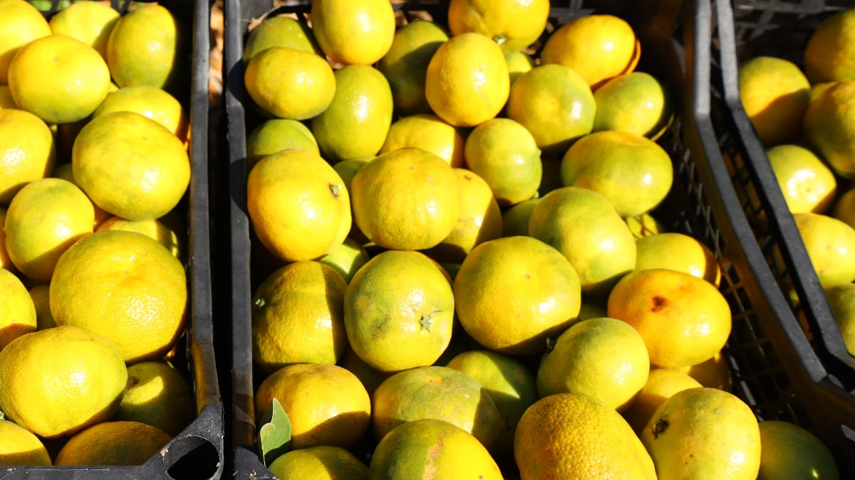 Ege'de Satsuma mandalinasının ihracat yolculuğu başladı