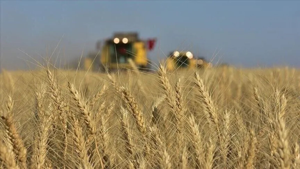 Toprak Mahsulleri Ofisi piyasaya 5,5 milyon ton buğday arz edecek
