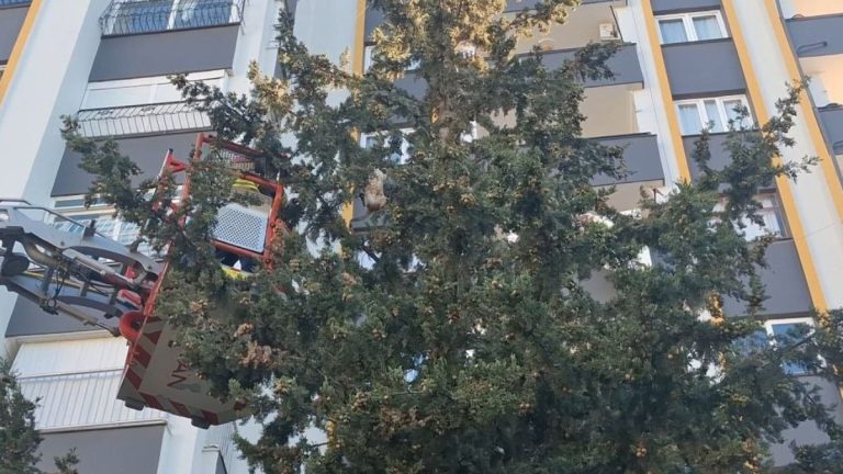 Adana’da köpekten kaçan kedi 3 gün ağaçta mahsur kaldı