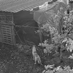 Antalya’da kümese giren başıboş sokak köpekleri 30 tavuğu parçaladı