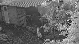 Antalya’da kümese giren başıboş sokak köpekleri 30 tavuğu parçaladı