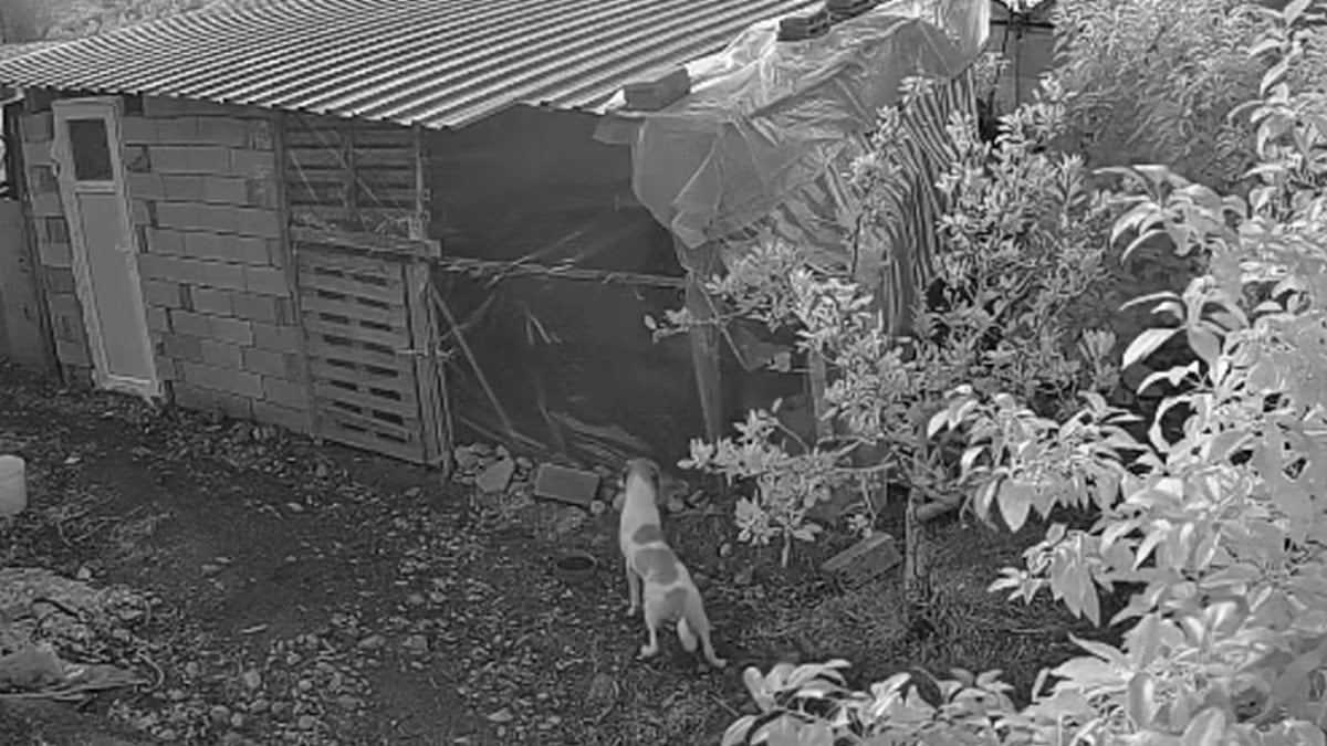 Antalya’da kümese giren başıboş sokak köpekleri 30 tavuğu parçaladı