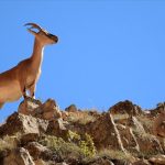 Bitlis’te yaban keçisi avlayan kişiye 966 bin lira ceza
