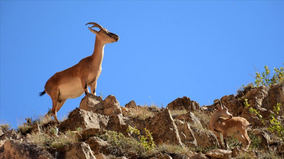 Bitlis’te yaban keçisi avlayan kişiye 966 bin lira ceza
