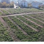 Büyükşehir’den Gölcük’e yeni mezarlık alanları