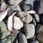 Datça sahilinde endişelendiren manzara: Ölü balıklar kıyıya vurdu