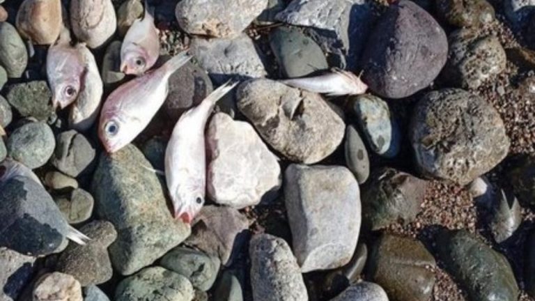 Datça sahilinde endişelendiren manzara: Ölü balıklar kıyıya vurdu