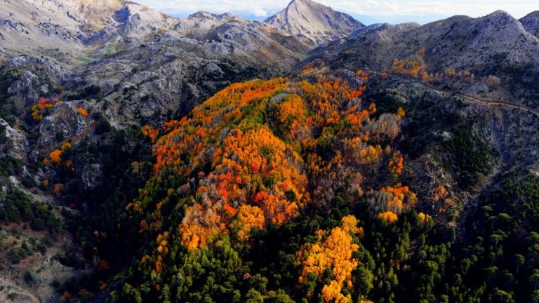 Denizli’de ormanlarda sonbahar renkleri hakimiyetini koruyor