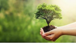 Fuzul’den 2025 çalışanı adına Çanakkale ve Şanlıurfa’ya 2025 fidan bağışı