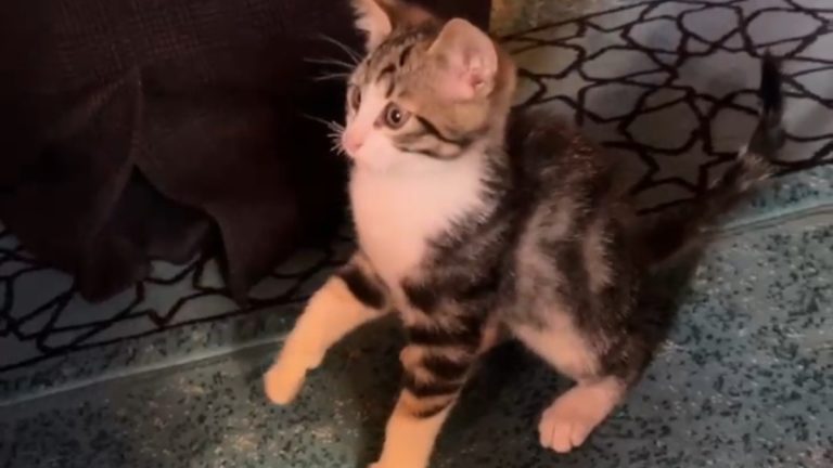 Gümüşhane’de yavru kedinin camide gülümseten oyunu