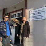 Hakkari’de geri dönen kızıl şahini ekiplere teslim etti