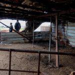 İsrailliler, Batı Şeria’da, Filistinlilerin çiftliğinden 150 koyun çaldı