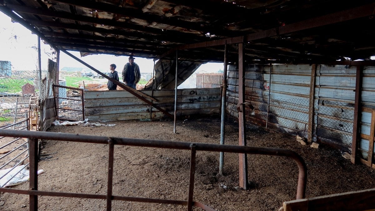 İsrailliler, Batı Şeria’da, Filistinlilerin çiftliğinden 150 koyun çaldı