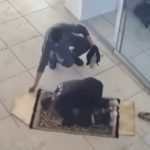 İstanbul’da namaz kılan çırağın kıblesi arkadaşı tarafından düzeltildi