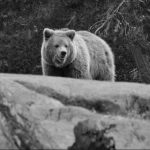 Japonya’da ayı saldırılarına karşı yapay zekalı gözetleme sistemi