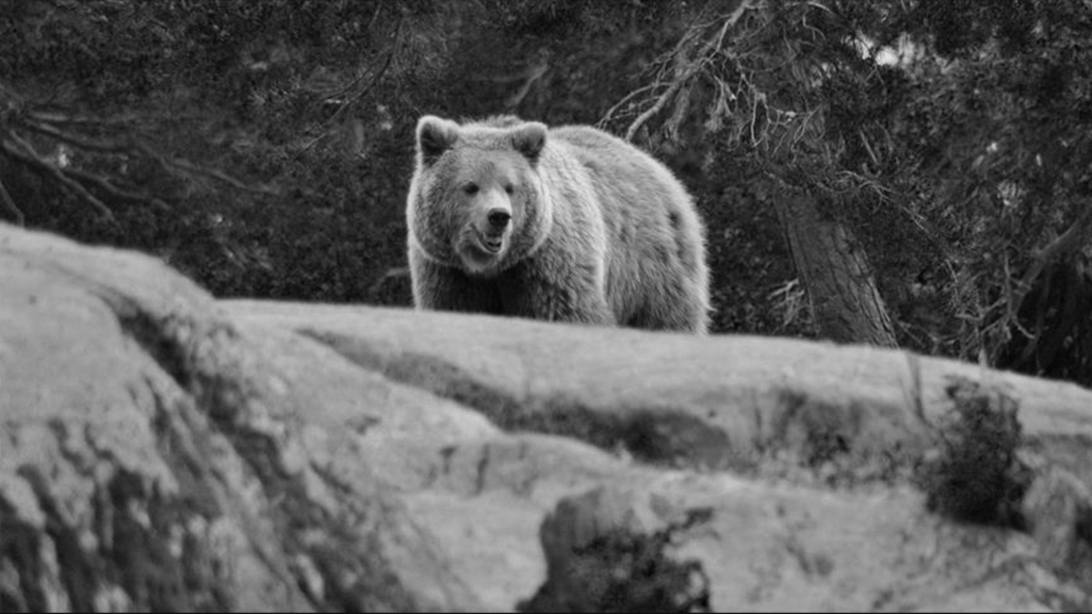 Japonya’da ayı saldırılarına karşı yapay zekalı gözetleme sistemi