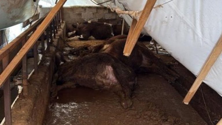 Karabük’te kar yükü faciası: Ahır çöktü, 7 büyükbaş telef oldu