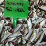 Karadeniz’deki av baskısı hamsi popülasyonunu göçe zorladı