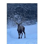 Karla kaplı Kuzuyayla’da kızıl geyik görüntülendi