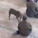 Kocaeli’de cuma vaazı sırasında camiye pitbull girdi