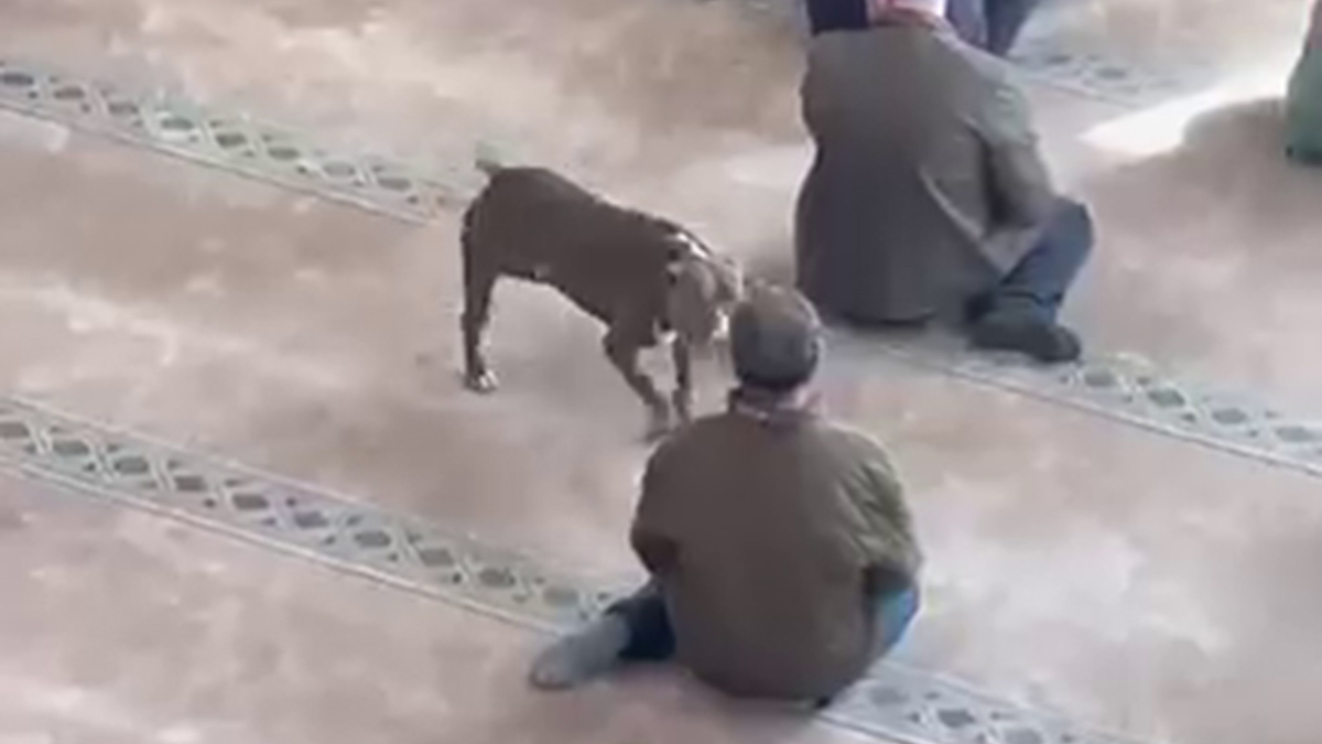 Kocaeli’de cuma vaazı sırasında camiye pitbull girdi