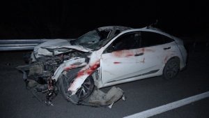 Malatya’da milyonluk yarış tayları kaza sonucu telef oldu