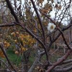 Manisa’da erik ağacı çiçek açtı