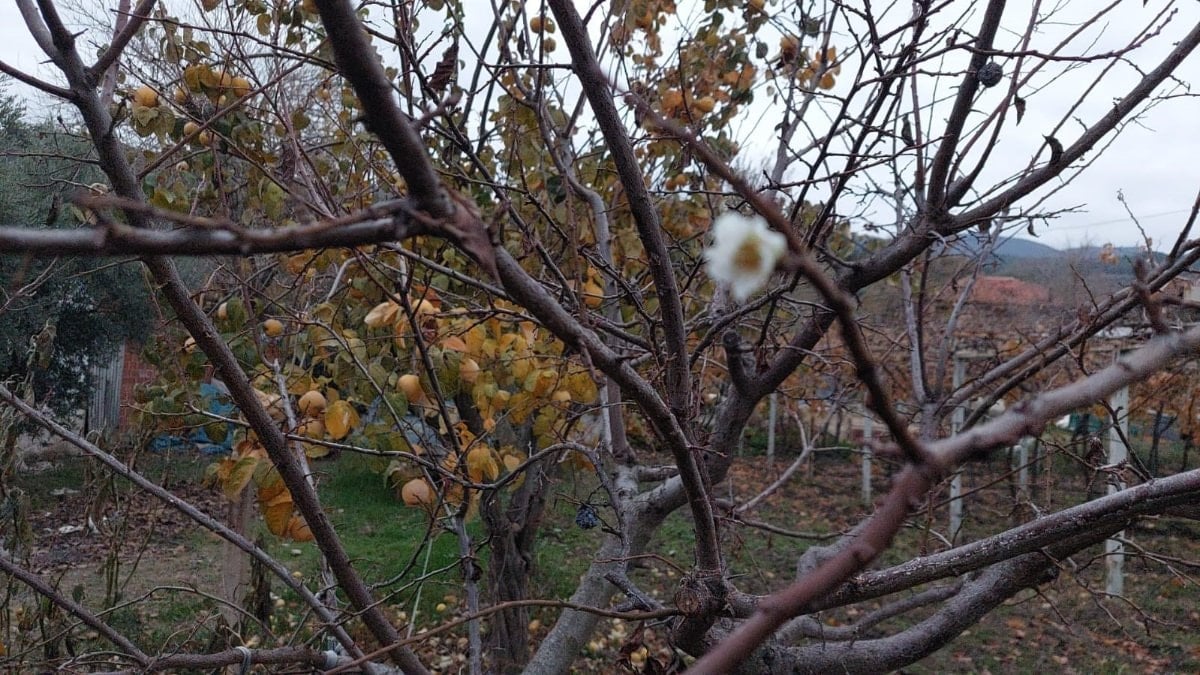 Manisa’da erik ağacı çiçek açtı