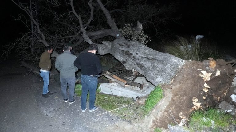 Mersin’de şiddetli rüzgar asırlık meşe ağacını devirdi