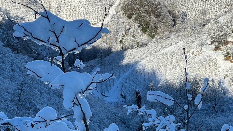 Ordu’da kar yağışı fındığa yaradı