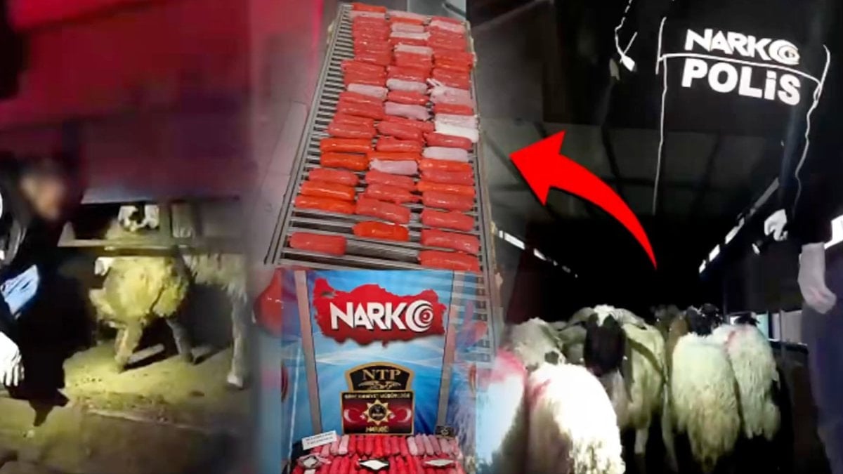 Siirt’te hayvanların karın boşluklarına gizlenmiş uyuşturucu ele geçirildi