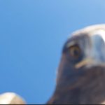 Tunceli’de kartalın havada kaptığı drone 6 saatlik tırmanışla kurtarıldı