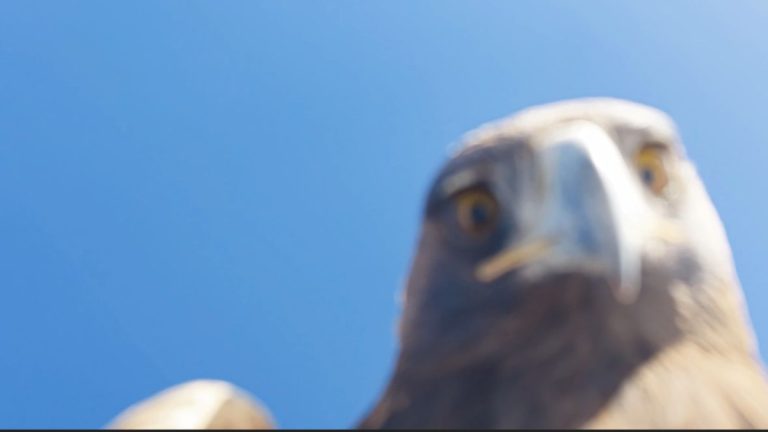 Tunceli’de kartalın havada kaptığı drone 6 saatlik tırmanışla kurtarıldı