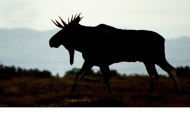 ‘Vahşi Kışla Yarış’, 28 Aralık Pazar 20.00’de National Geographic WILD Ekranlarında!