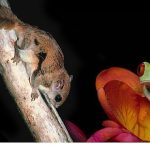 3 Bölümden Oluşan ‘Doğanın En Tuhafları’, 18 Ocak Pazar 20.00’de İlk İki Bölümüyle National Geographic WILD Ekranlarında!