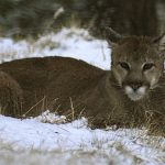 ABD’de yürüyüş yapan kadın puma saldırısında öldü