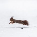 Almanya’da “Elli Fırtınası” ulaşımı felç etti: Tren seferleri iptal, maçlar ertelendi