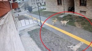 Amasya’da başıboş sokak köpekleri karne günü korku saçtı