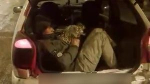 Amasya’da durdurulan araçtan 5 kaçak göçmen çıktı